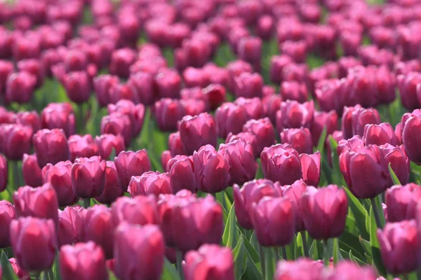 Tisztás a lila tulipán — Stock Fotó