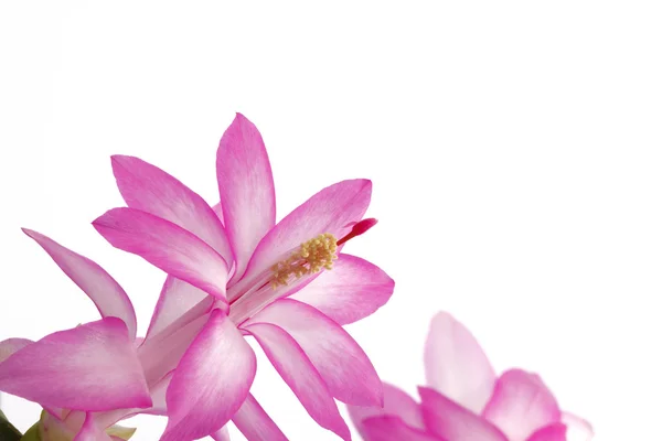 Růžové a bílé kaktus květ — Stock fotografie