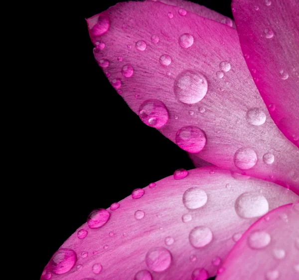 Pétalas cor de rosa com orvalho — Fotografia de Stock