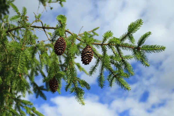 stock image Pine