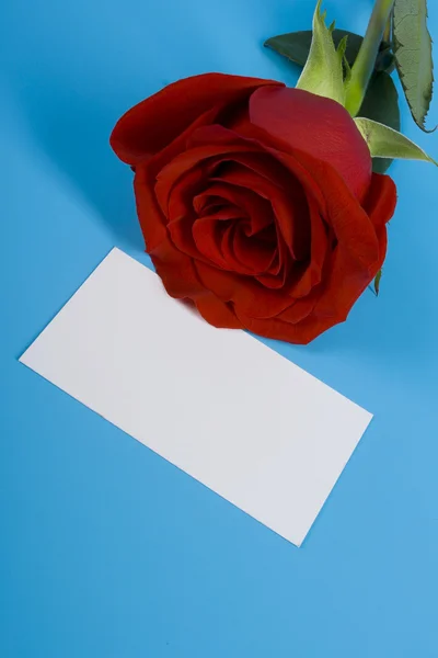 Rosa e cartão — Fotografia de Stock