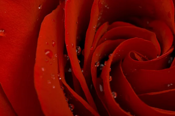 Bud de rosa vermelha — Fotografia de Stock
