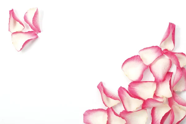 バラの花びら ロイヤリティフリーのストック画像
