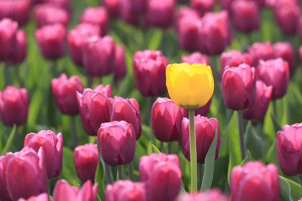 Жовтий tulip Стокове Фото