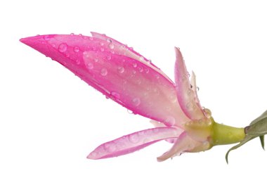 Bud of flower clipart