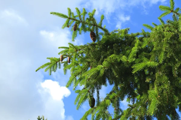 Ramo di albero sempreverde — Foto Stock