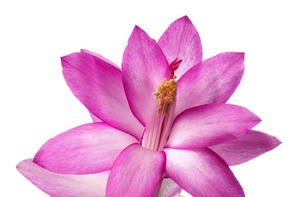 粉红色的花的仙人掌 — 图库照片