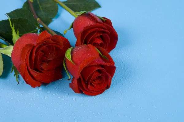 Rosas con rocío — Foto de Stock