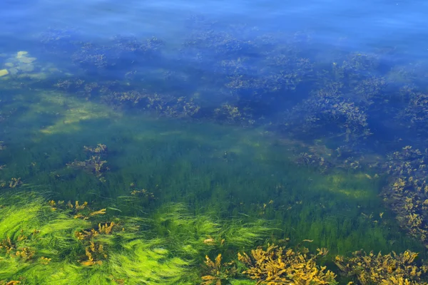 Algen in de oceaanbodem — Stockfoto