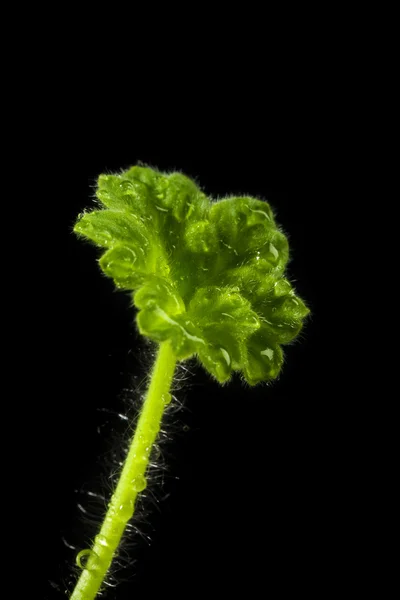 Geranium blad met druppels — Stockfoto