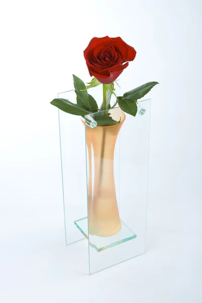 Rosa en jarrón — Foto de Stock