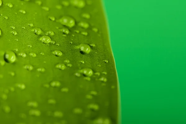 Часть зеленого листа с росой — стоковое фото