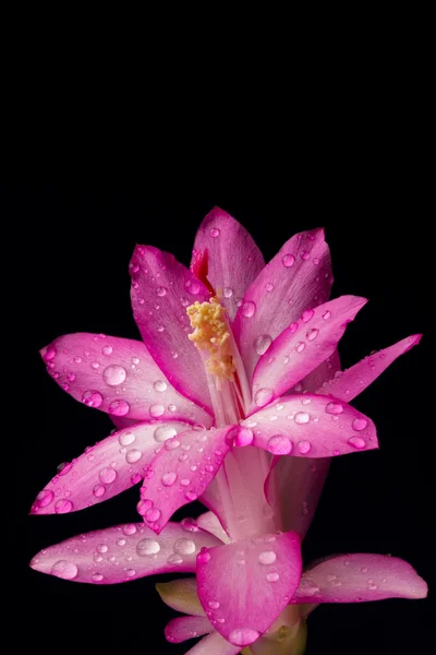 Цветок кактуса — стоковое фото