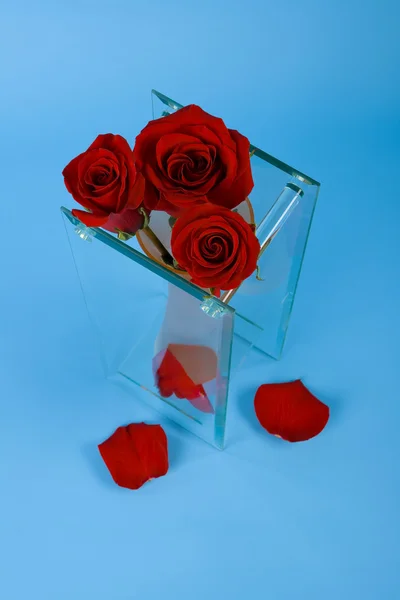 Buds de rosas vermelhas em um vaso — Fotografia de Stock