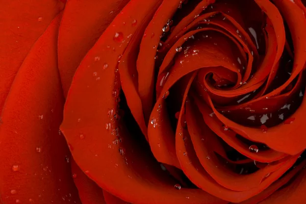 Κόκκινο τριαντάφυλλο καρδιά — Φωτογραφία Αρχείου