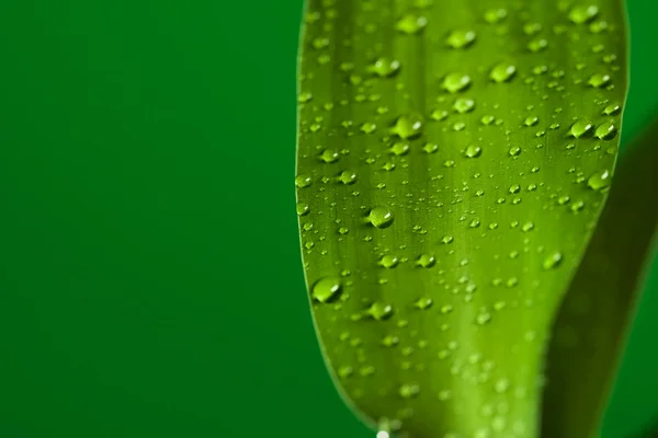 Leaf and drops — Stock Photo, Image