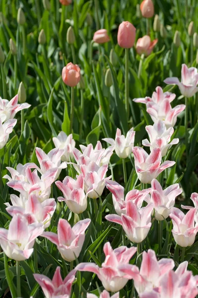 Tulip glade — Stockfoto