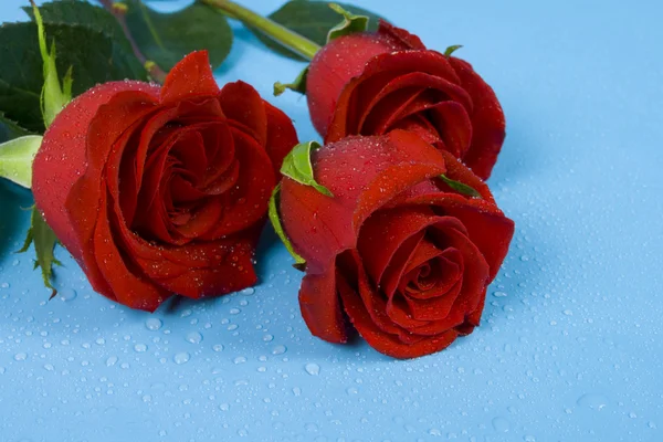 Three dark red roses with droplets — Stock Photo, Image