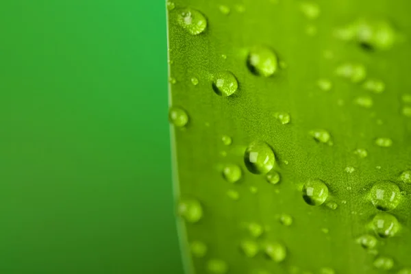 Leaf background with dew — Stock Photo, Image