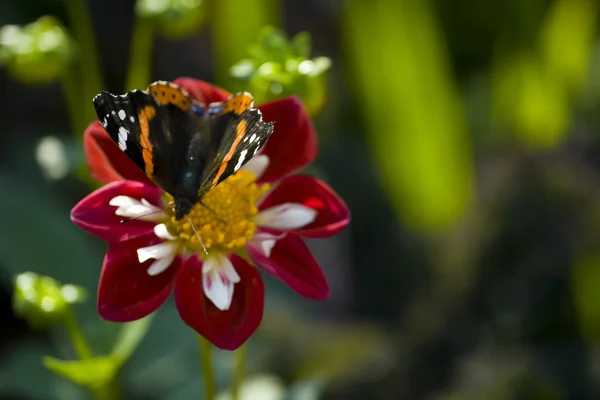 Schmetterling auf dem roten Aster — Stockfoto