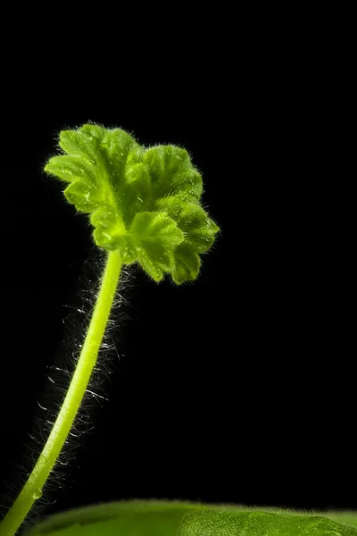 Лист гераниума — стоковое фото