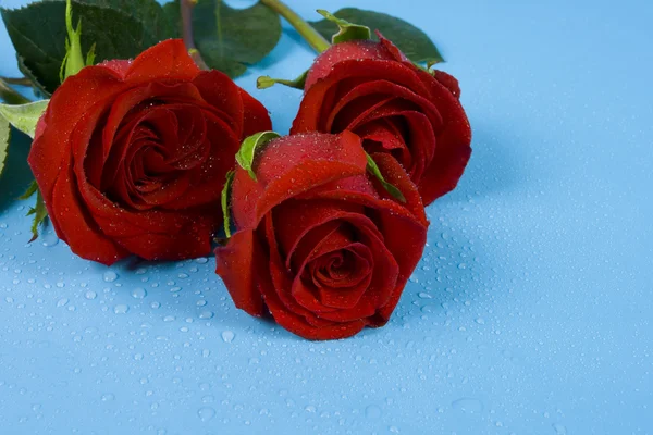Tres rosas rojas — Foto de Stock