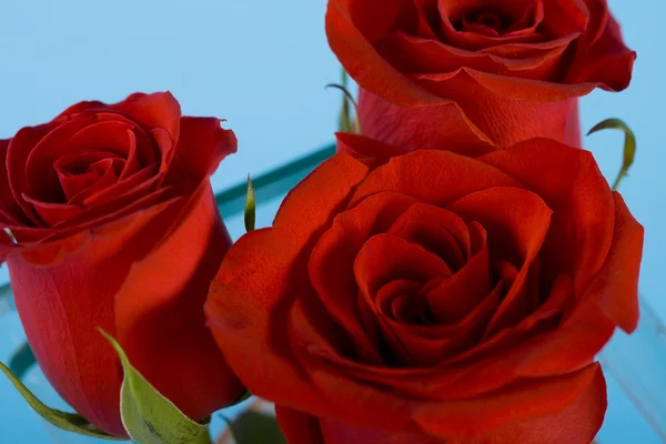 Tre röda rosor — Stockfoto