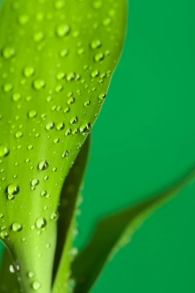 Folhas e gota — Fotografia de Stock