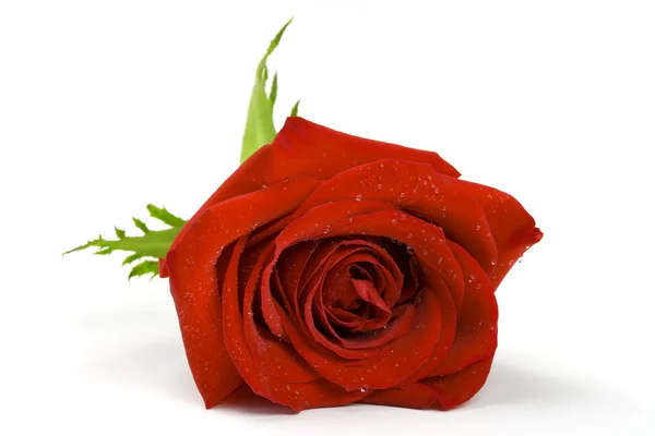Bud of red rose — Stock Photo, Image