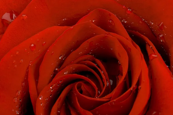 붉은 장미 방울 — 스톡 사진