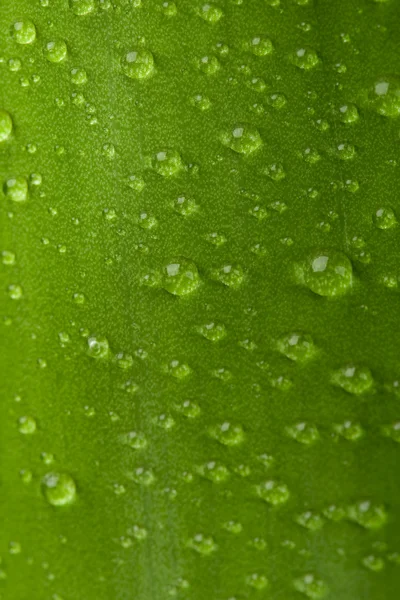 Πράσινο φύλλο με σταγόνες — Φωτογραφία Αρχείου