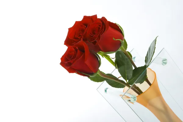 花瓶中的玫瑰 — 图库照片
