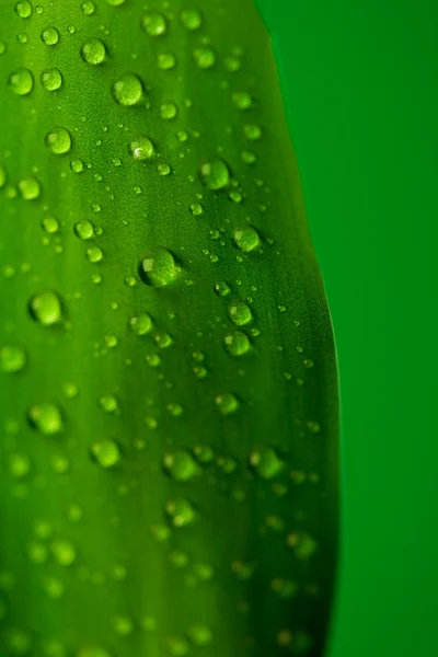Grünes Blatt mit Tropfen — Stockfoto