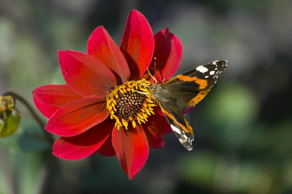 Motyl i kwiaty — Zdjęcie stockowe