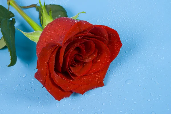 Rosa do amor com gotas — Fotografia de Stock