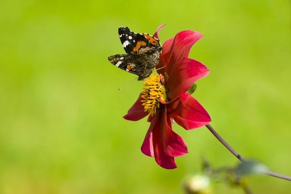 Tmavě červené aster a motýl — Stock fotografie