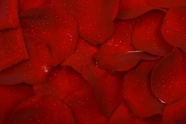 Bloemblaadjes van roos — Stockfoto