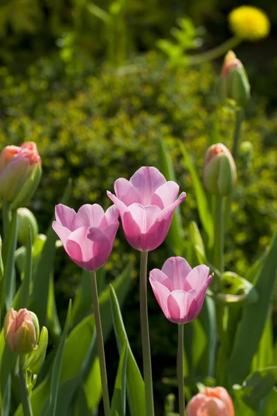 Three pink tulip — Stock Photo, Image
