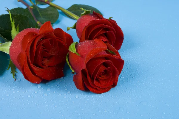 Rosas rojas oscuras con gotas — Foto de Stock