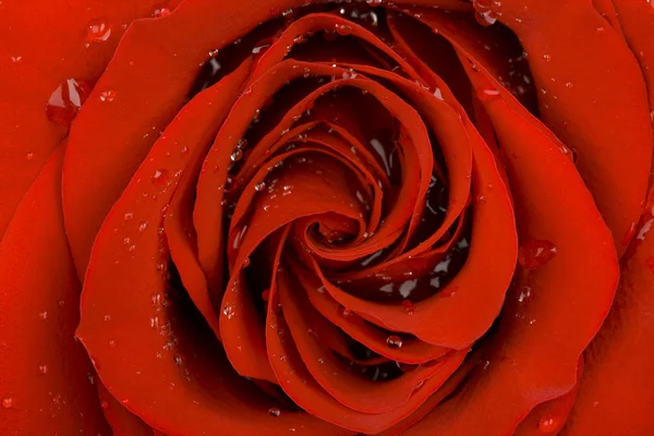 Роза любви — стоковое фото