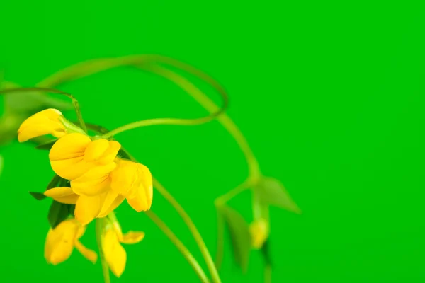 Желтый полевой цветок — стоковое фото