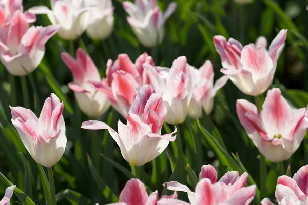 Rote und weiße Tulpen — Stockfoto