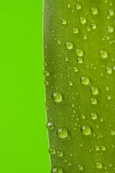 Natureza folha verde — Fotografia de Stock
