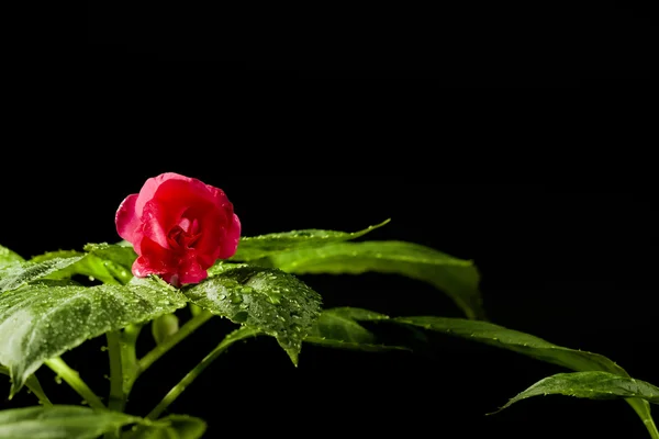 Piros virág — Stock Fotó