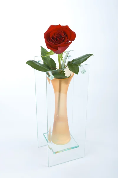 Червона троянда в помаранчевій вазі — стокове фото