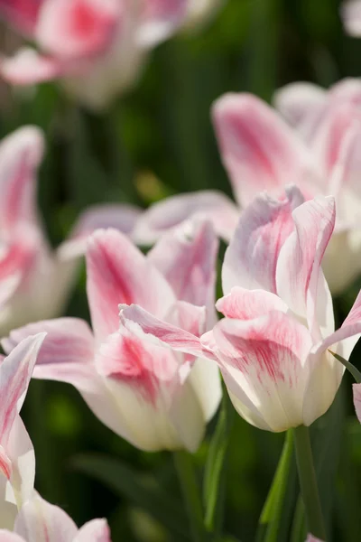 Růžové a bílé tulipány — Stock fotografie