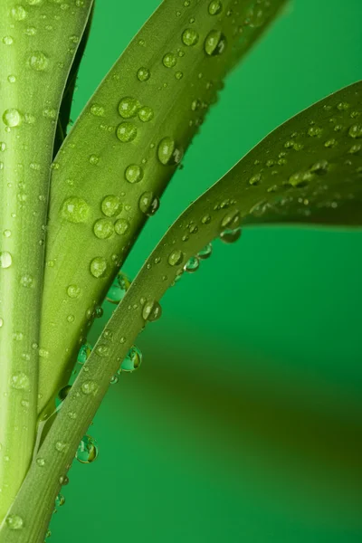 Bamboo foliage — Stock Photo, Image