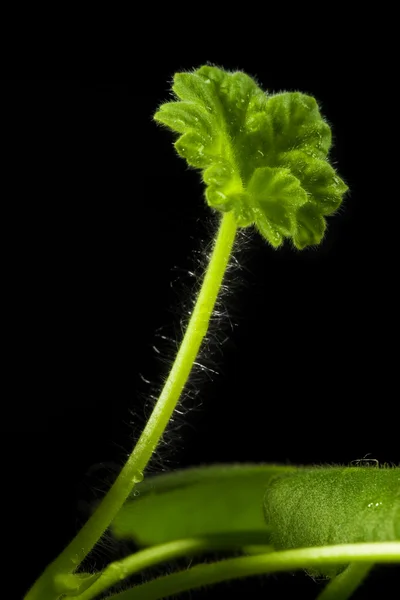 Geranium bladeren — Stockfoto