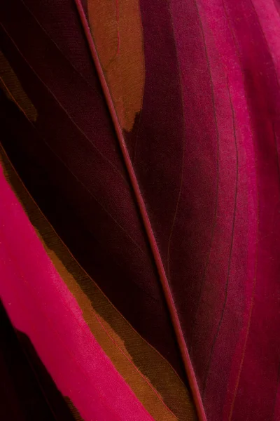 줄무늬가 있는 잎 — 스톡 사진
