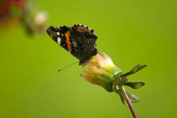 Mariposa en la flor —  Fotos de Stock